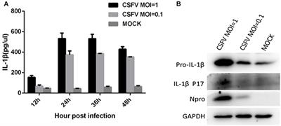 Activation of Interleukin-1β Release by the Classical Swine Fever Virus Is Dependent on the NLRP3 Inflammasome, Which Affects Virus Growth in Monocytes